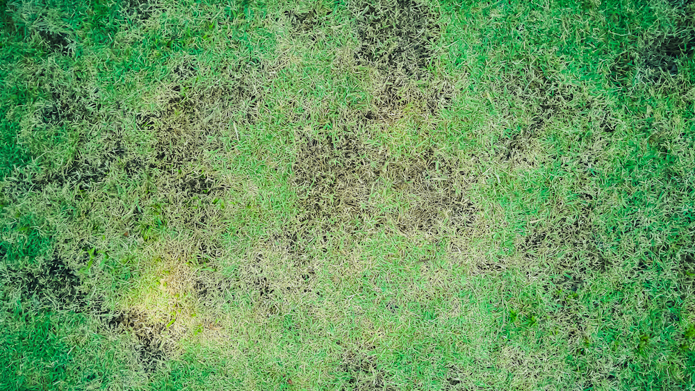 Lawn disease