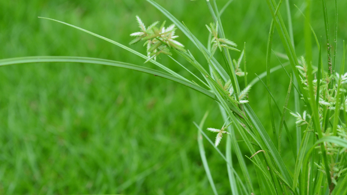 Nutsedge in the lawn