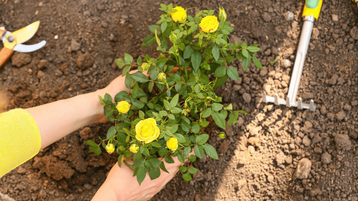 Planting roses in dirt.