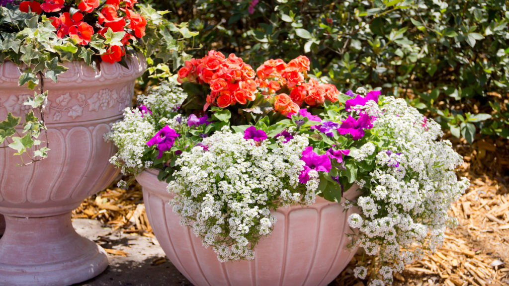 pot-annuals-container-gardening-alyssum-petunia pot-container-gardening-alyssum-petunia-annuals