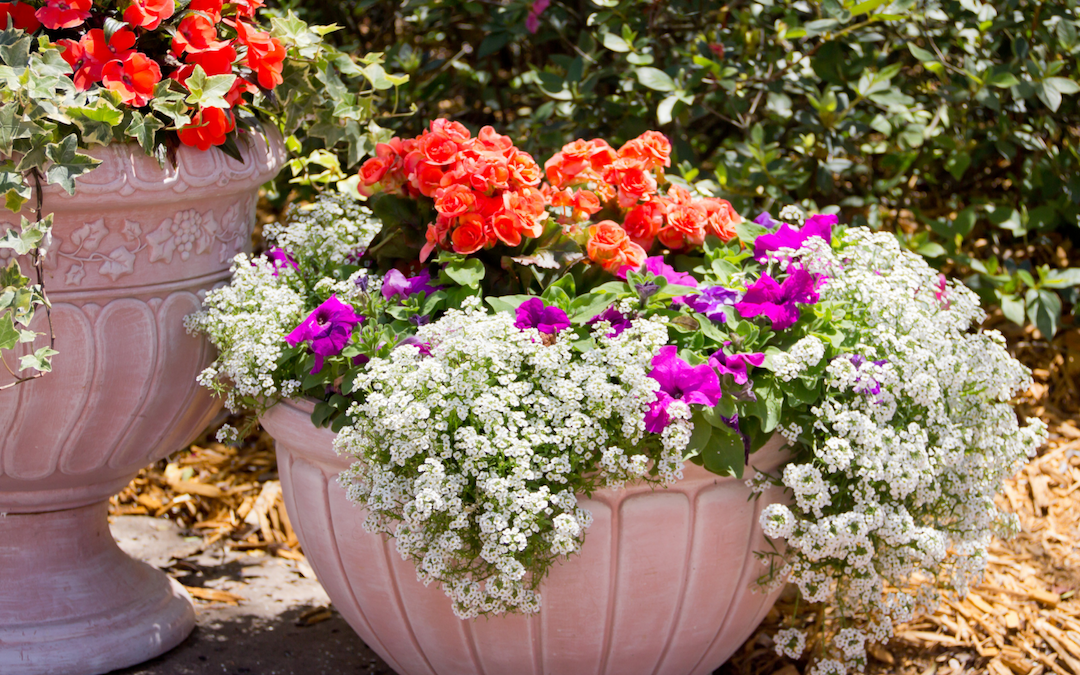 Tips for successful pots and container gardening in Texas.