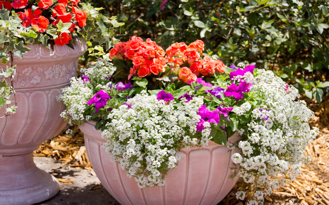 night-time, garden, multicolored flowers, flower pot