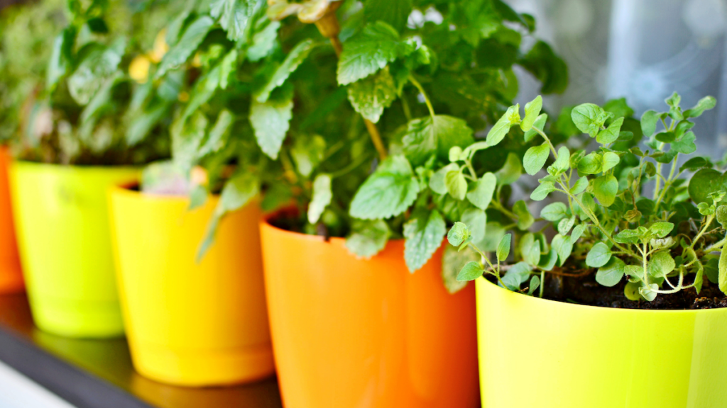 Tips for successful pots and container gardening in Texas.