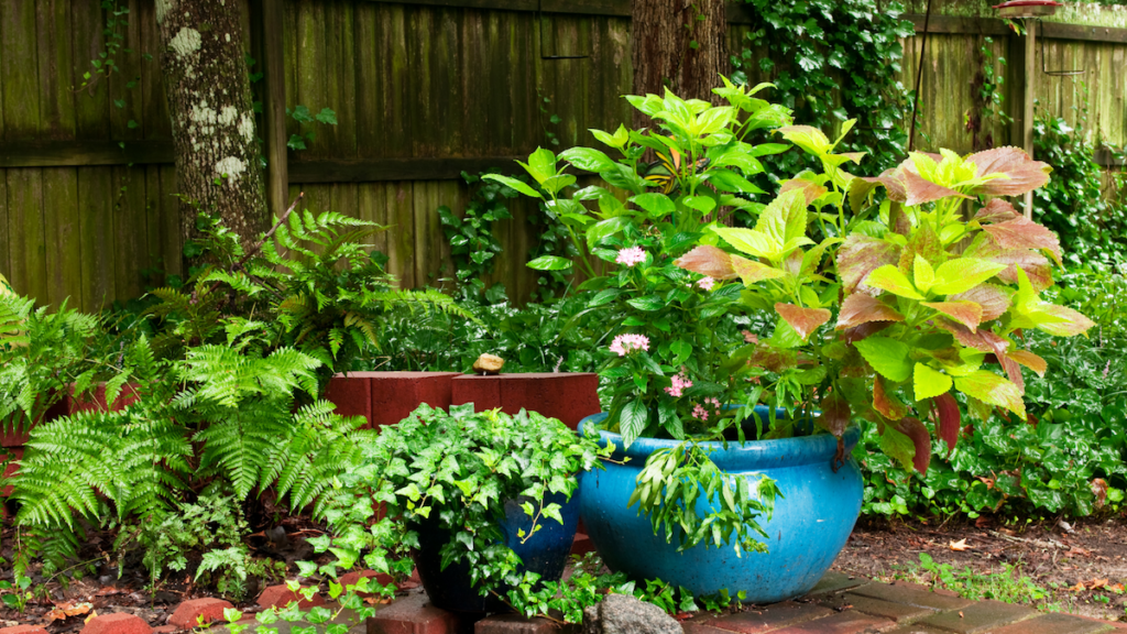 Tips for successful pots and container gardening in Texas.