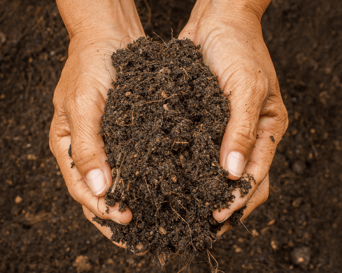 person holding soil / compost