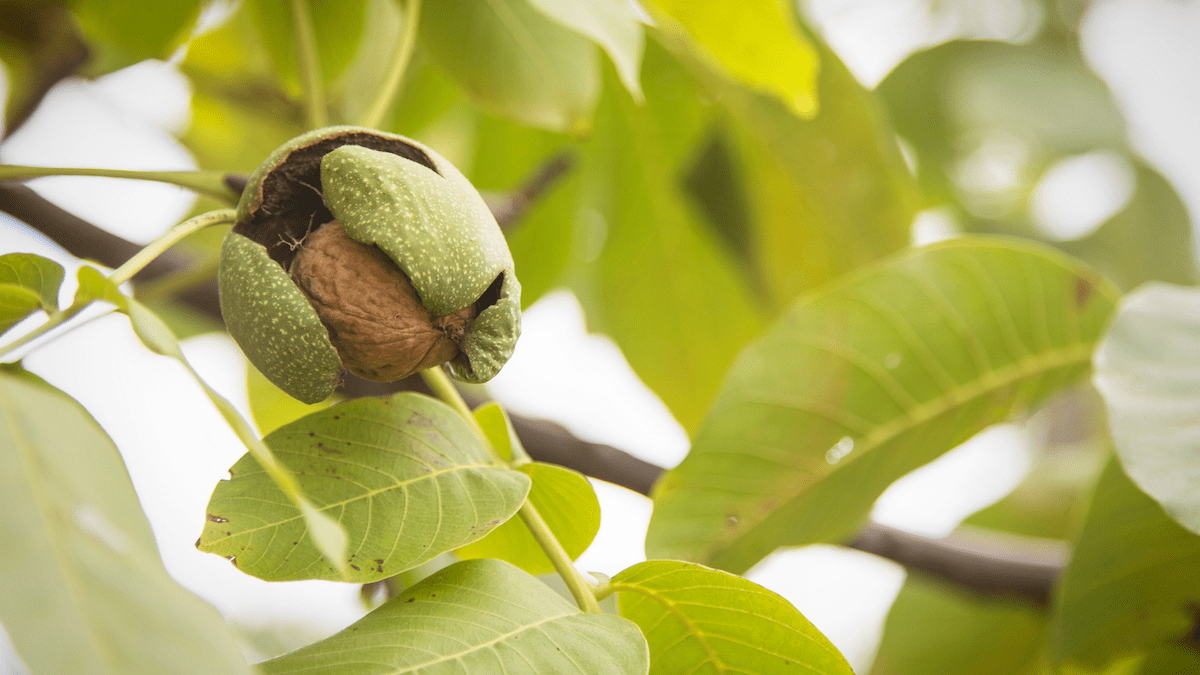 Walnut on tree