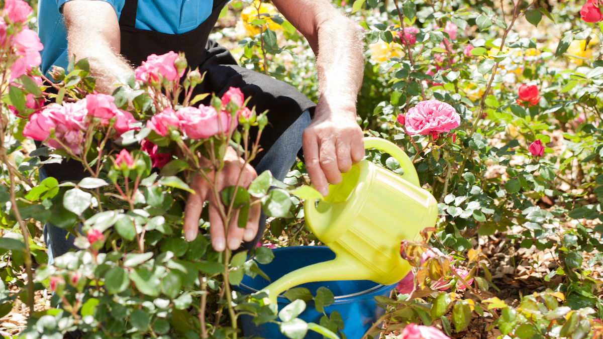 Man watering roses