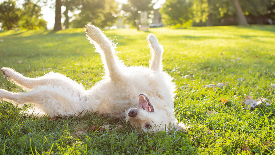 Dog-rolling-in-grass Dog rolling in grass.