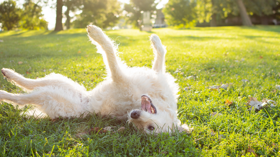 Dog rolling in grass.