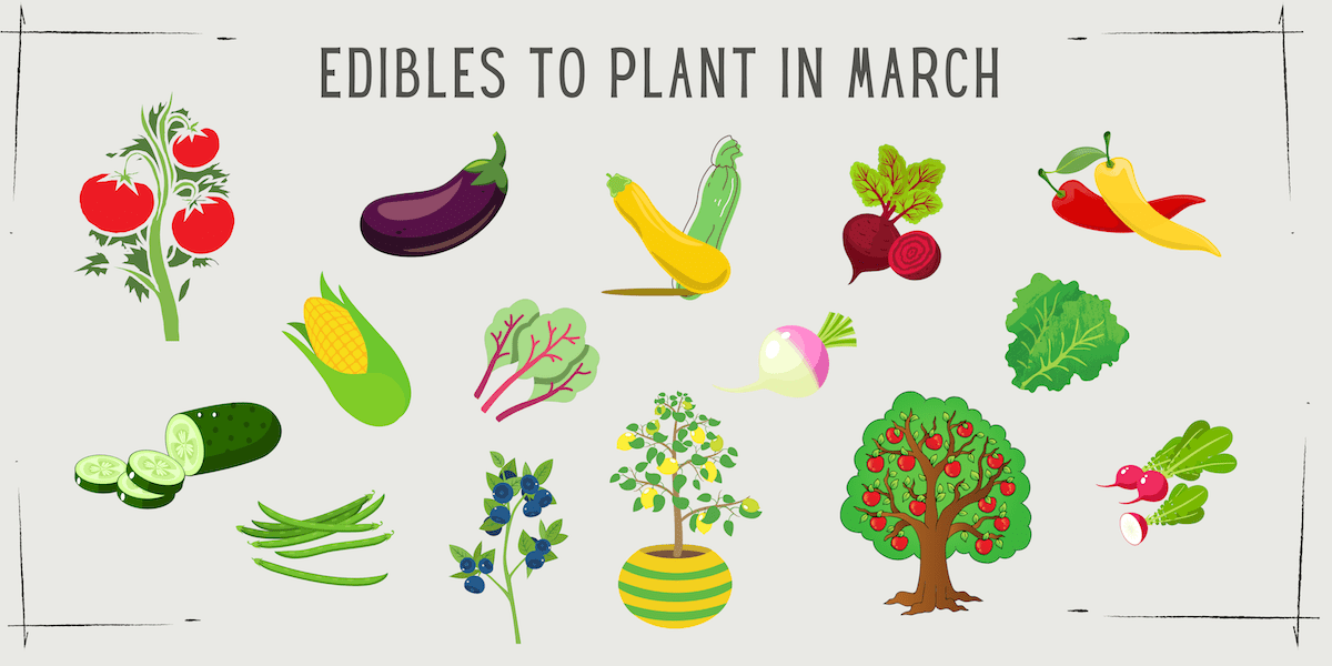 edibles-to-plant-in-march