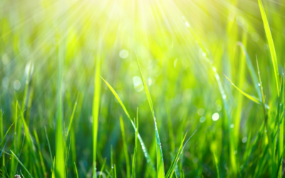 Spring Lawn Fertilization for Warm Weather Lawns