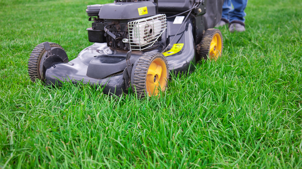 Spring-lawn-fertilization-fertilizer-mowing-grass Lawn mower mowing grass before spring lawn fertilization.