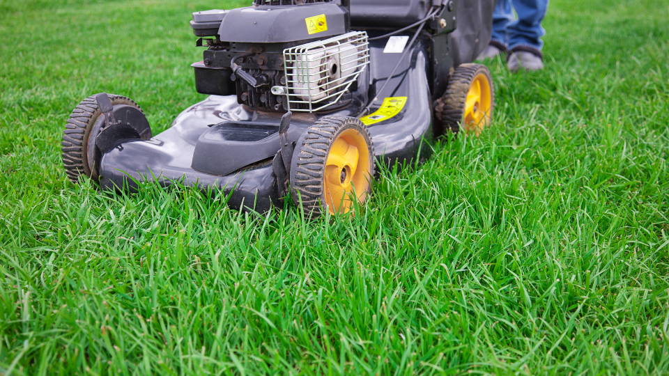 Lawn mower mowing grass before spring lawn fertilization.