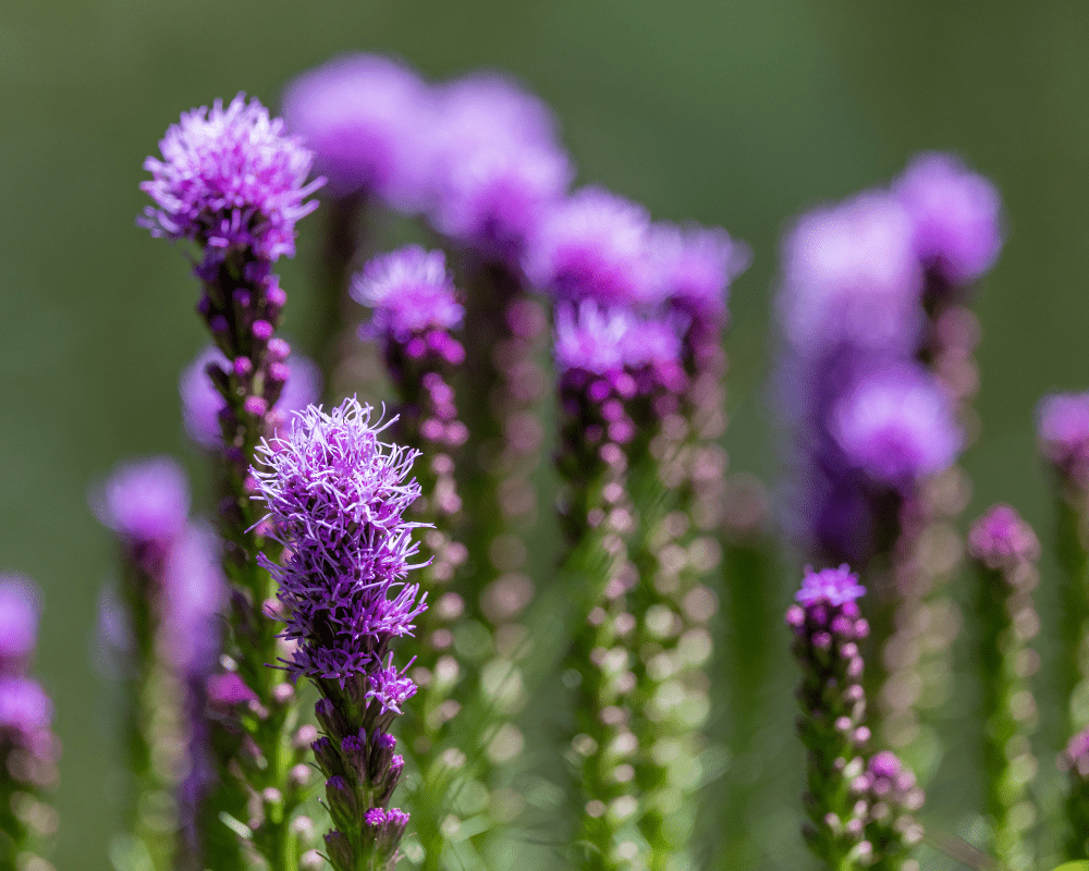 Close up of liatris, gayfeather.