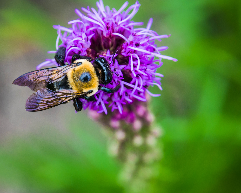 Bee on perennial wildflower.