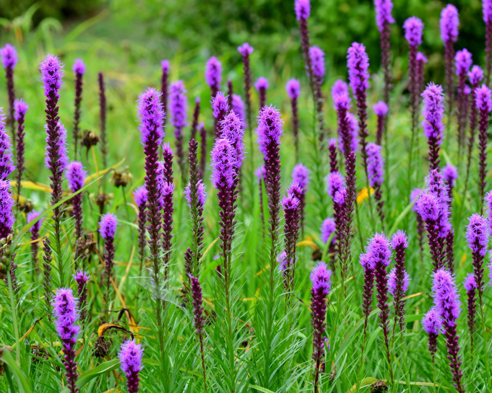 Field of gayfeather, liatris spicata