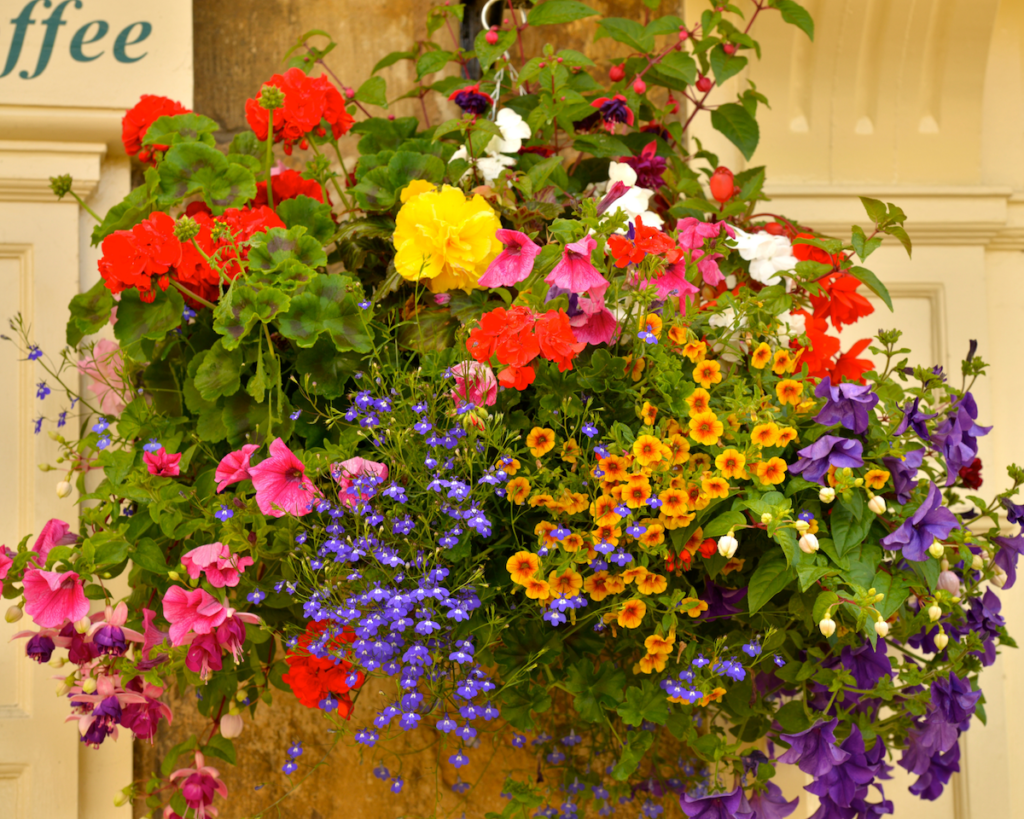 Containers with plants. 