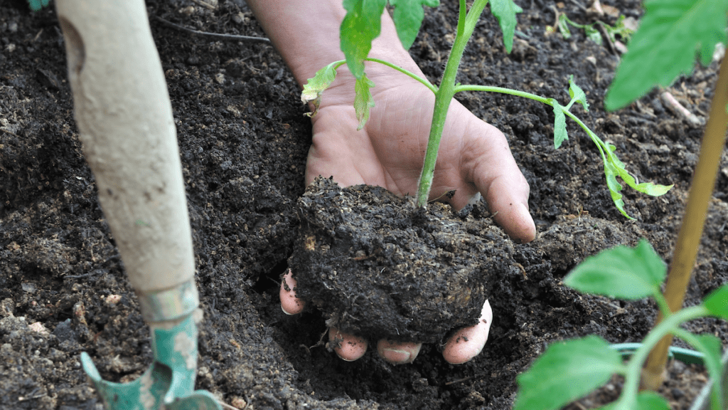 Planting tomatoes