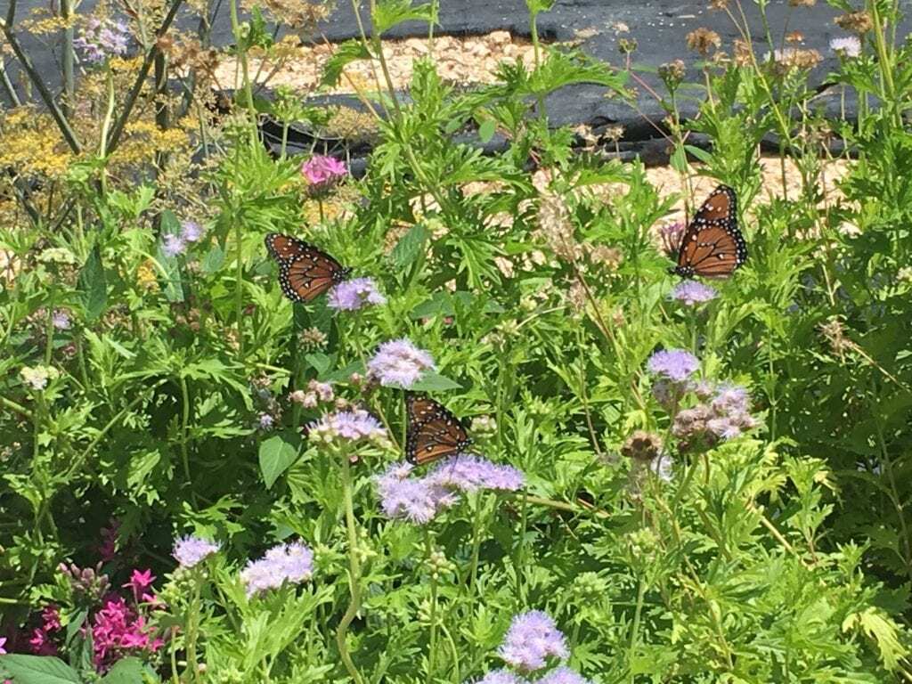 Butterflies Pollinating