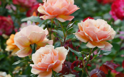 Roses Gear Up for Fall Blooms: September Care