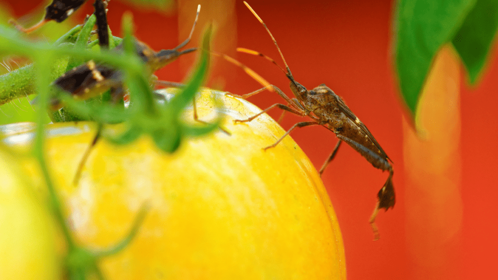 leaf-footed-bug-tomato Leaf footed bug on vegetable.