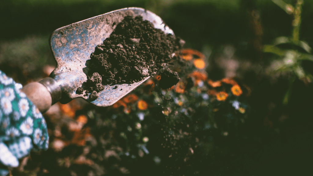 Soil in vegetable garden.