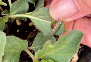 caterpillar-leaf Caterpillar on leaf
