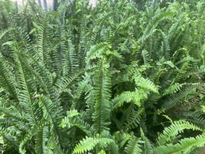 kimberly-queen-ferns Kimberly Queen ferns