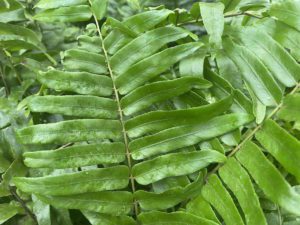 Macho fern close up. 