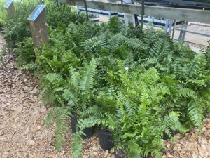 Macho ferns in a greenhouse