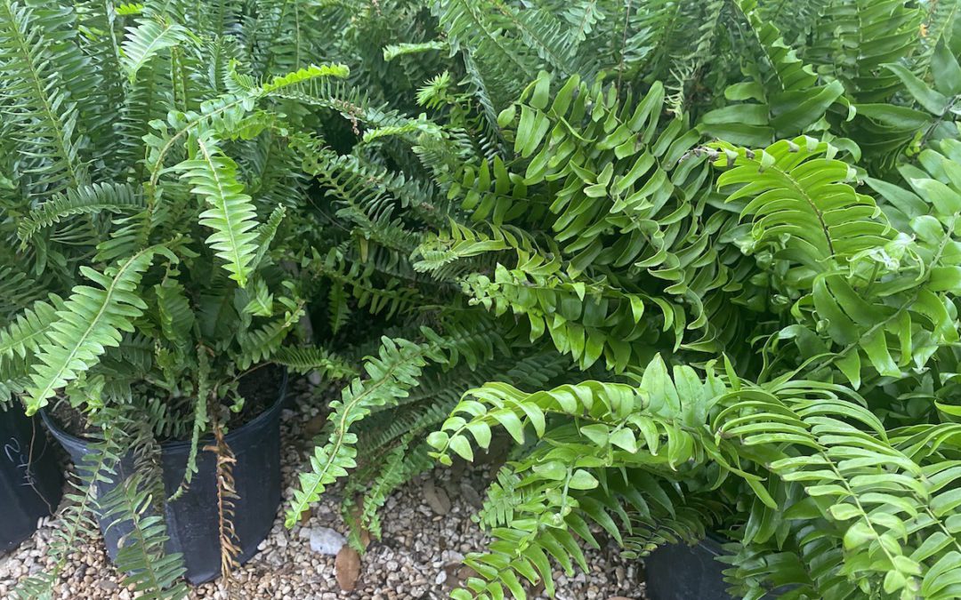 Made for the Shade: Macho Ferns and Kimberly Queen Ferns: