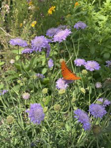 pollinator-gardening-gardens Pollinator garden at the butterfly landing.