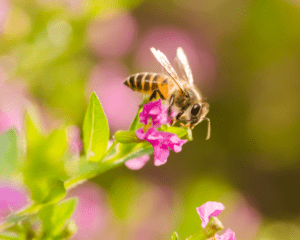 mexican-heather-annual-bee-perennial-pollinator Bee on the annual/perennial Mexican heather.