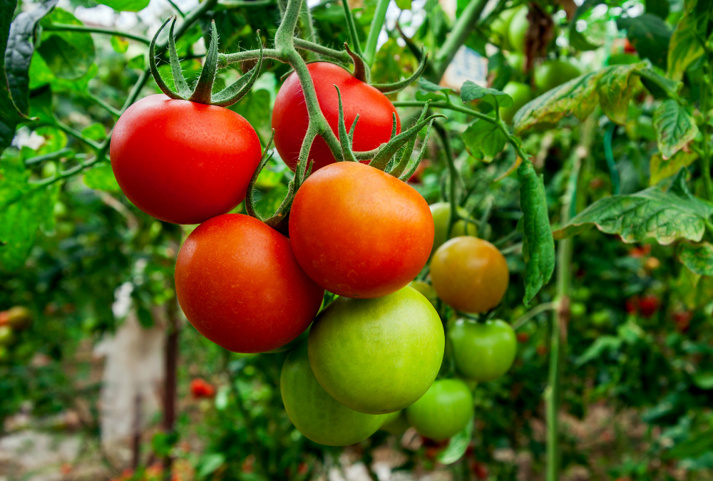 Rodeo Tomatoes: A Yearly Tomato Honor