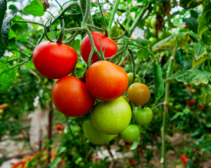 Rodeo tomatoes on the vine.