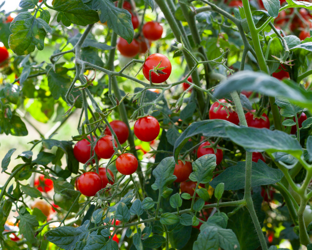 veggies Tomatoes on the vine.