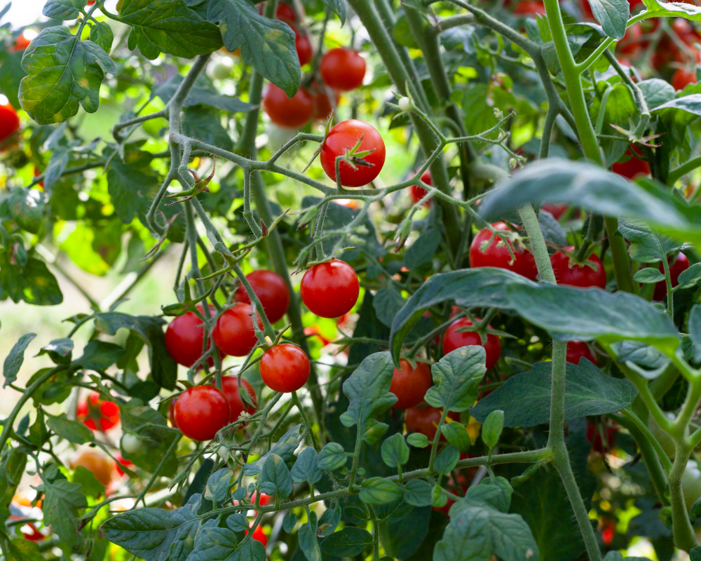 Tomatoes on the vine.