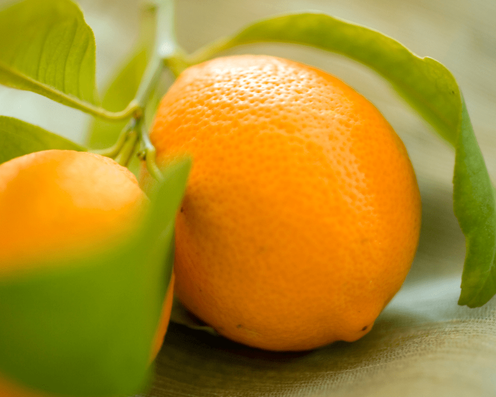 Close up of citrus.