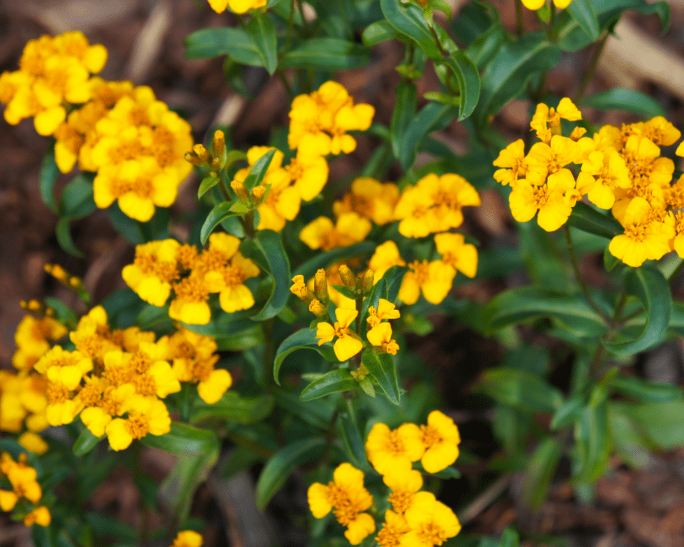 Mexican Mint Marigold, A Texas Tough French Tarragon Substitute