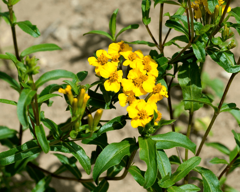 yellow-flowers Yellow flowers.