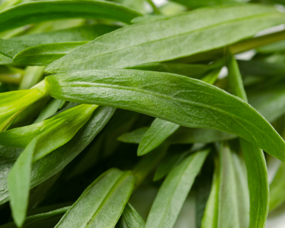 mexican-mint-marigold-pollinator-herb-tarragon Mexican Mint Marigold leaves.
