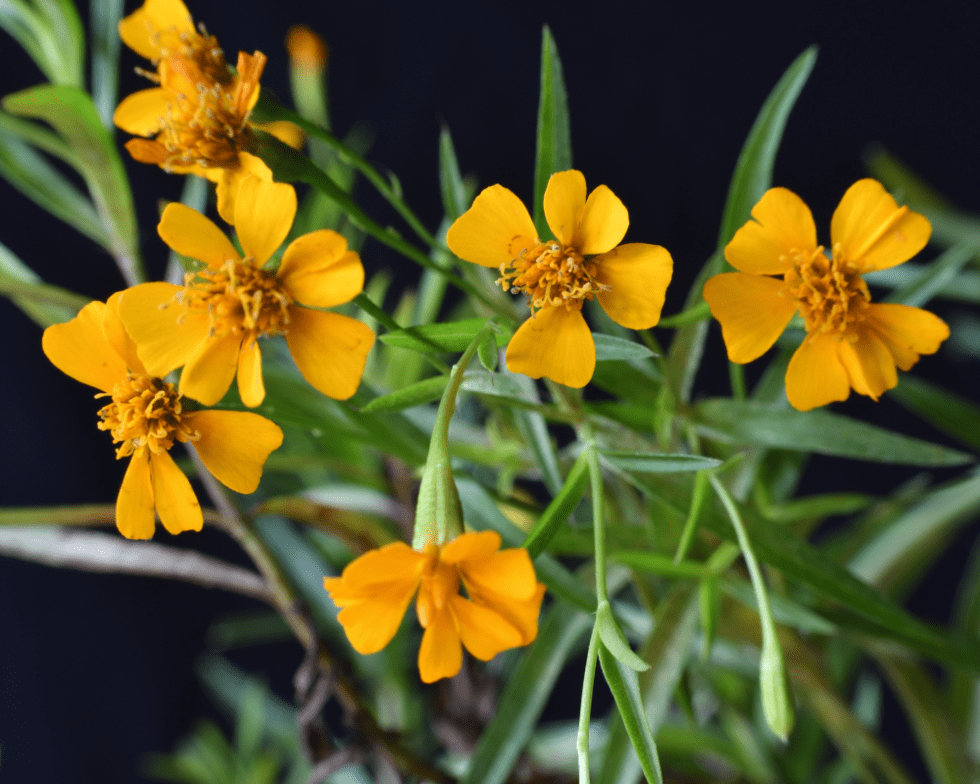 Mexican Mint Marigold, A Texas Tough French Tarragon Substitute