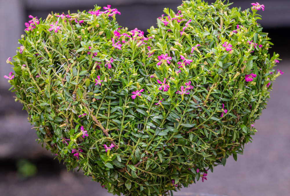 Mexican heather in the shape of a heart.