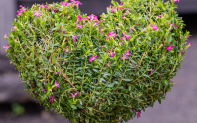 Mexican Heather: An Annual or Perennial Depending on Weather