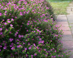 mexican-heather-perennial-annual-pollinator Mexican heather in the landscape.