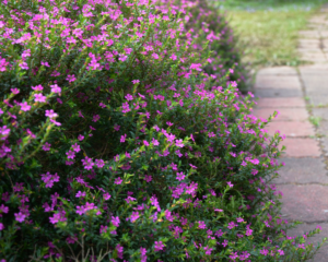 Mexican heather in the landscape.