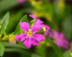 Close up purple flower