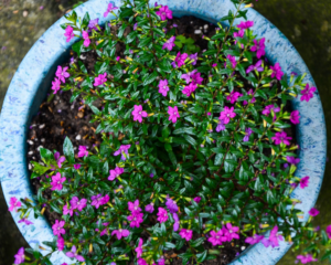 mexican-heather-container-perennial-annual Mexican heather in a pot.