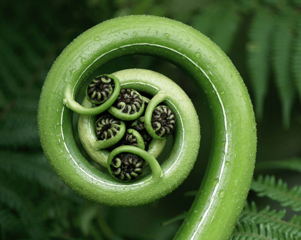 Frond unfurling.