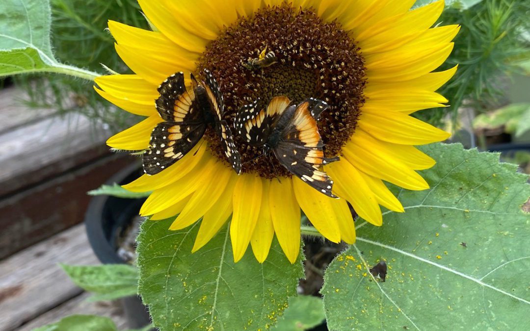 Butterflies on flower.